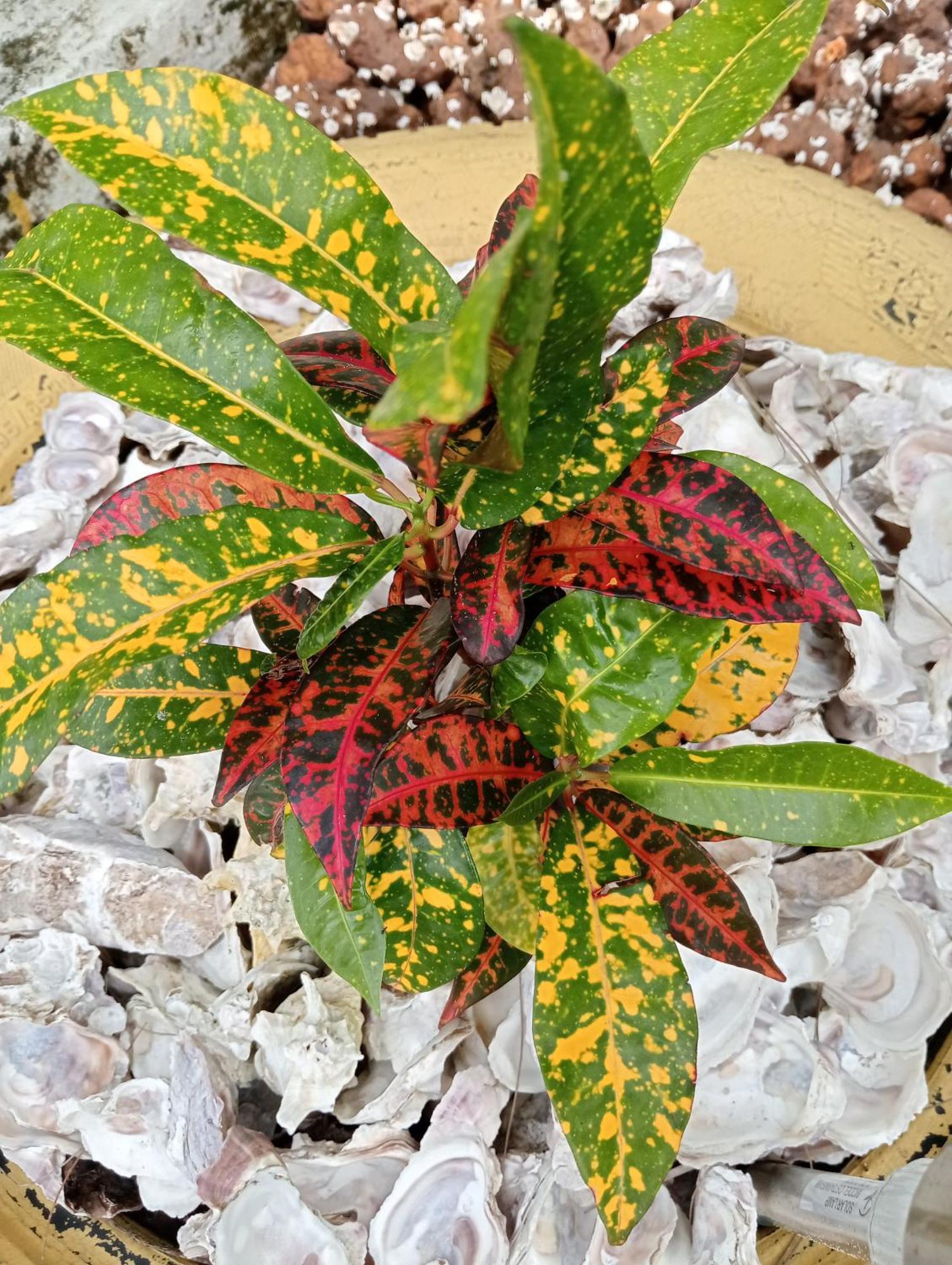 Ankel Campement Kachiouane 외부 사진